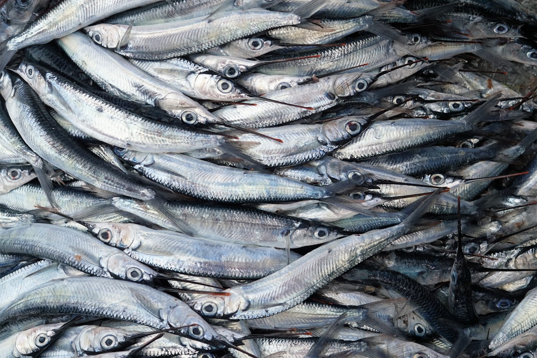 How to add value with fish scale waste